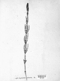 Equisetum palustre image